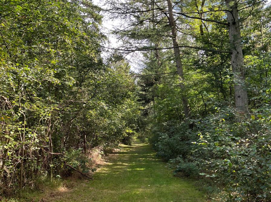 Privatfoto fra Rold Skov